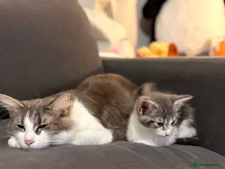 Mixed Breed cats Half bengal and Norwegian forest cat in Worcester Park - Advert 1