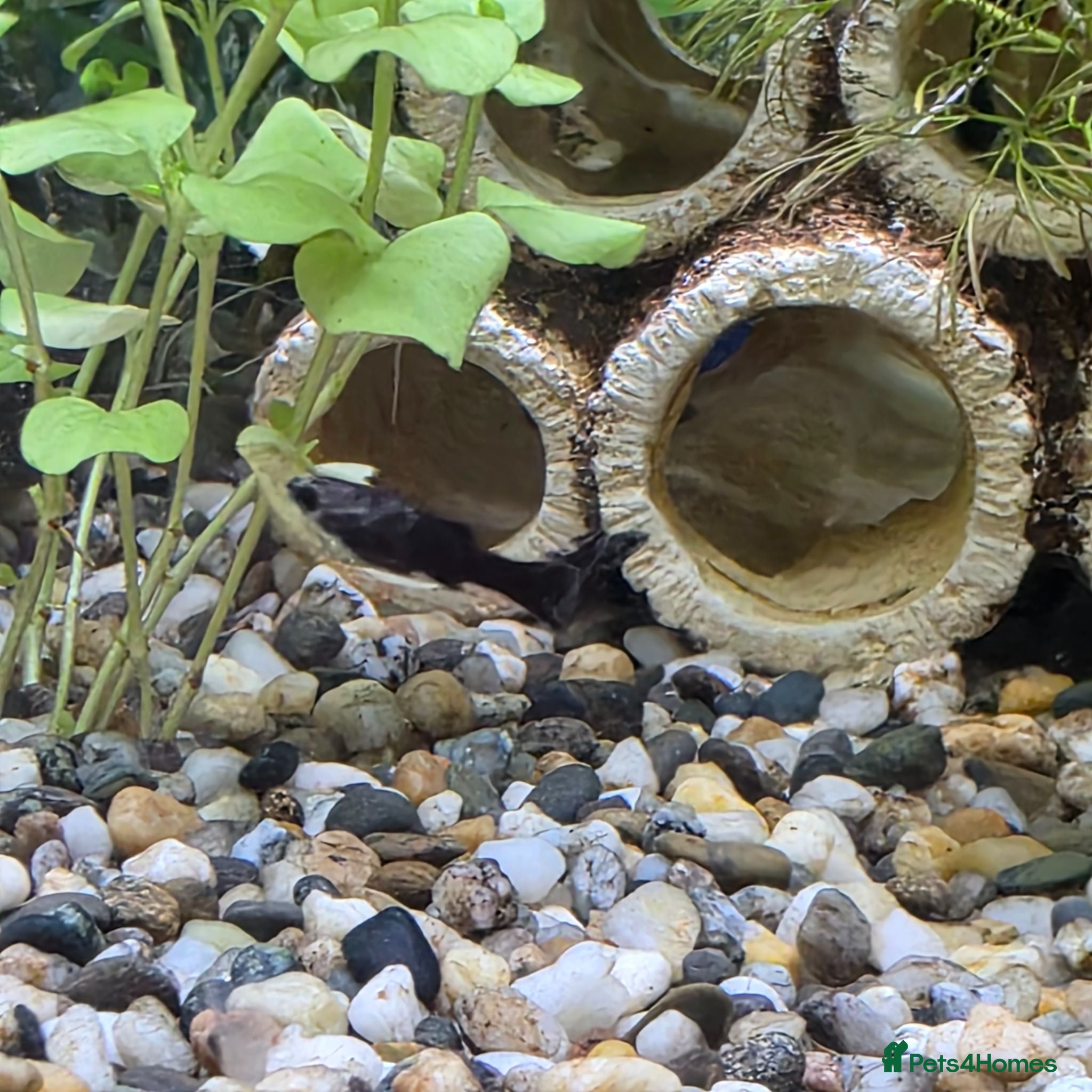 Mollies fish Baby Mollies - Advert 1