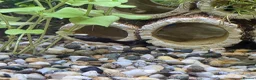 Mollies fish for sale: Baby Mollies in Newent - Advert 1