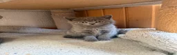 British Shorthair cats for sale: British shorthair kittens “Ready now” - Advert 10