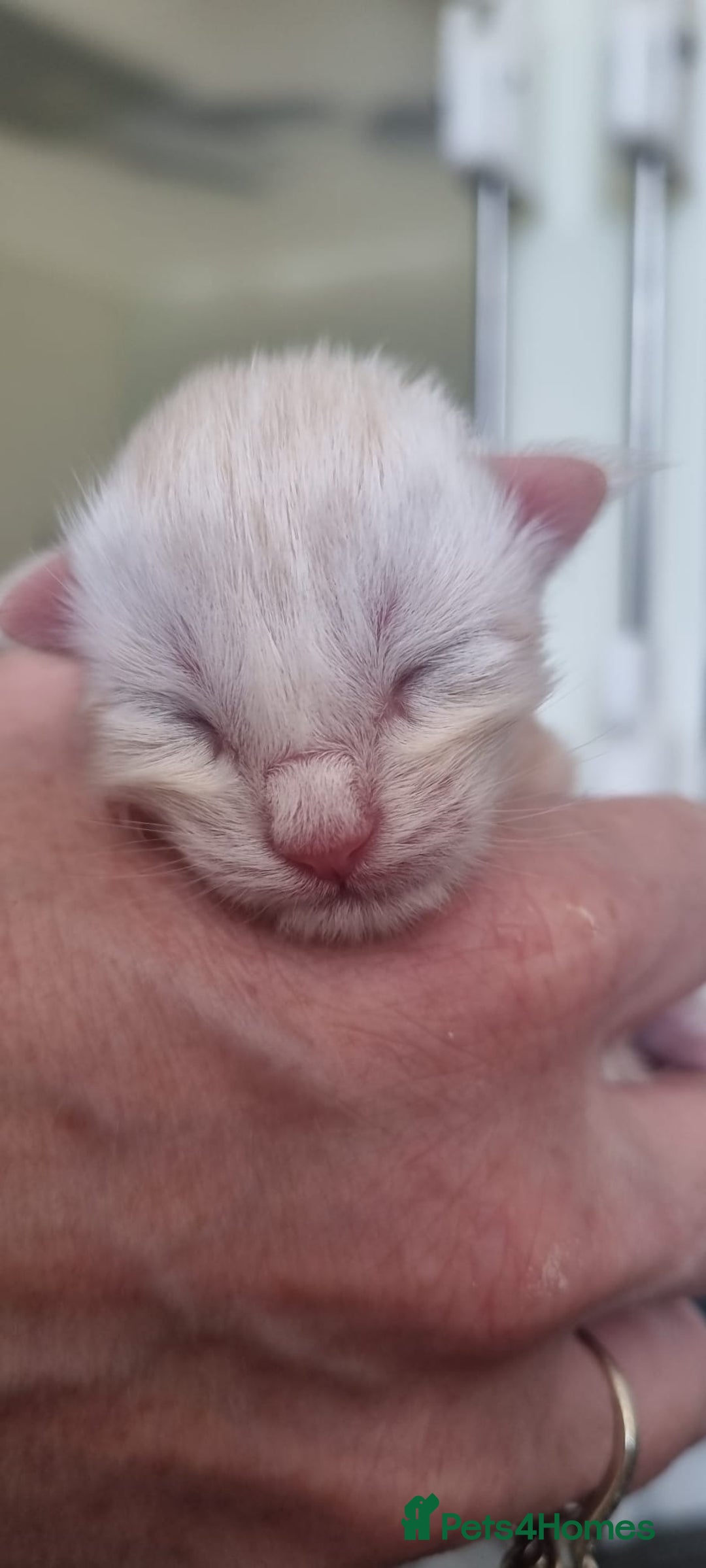 Maine Coon cats for sale: 2 Stunning Cream Pedigree Mainecoons Available  - Image 15