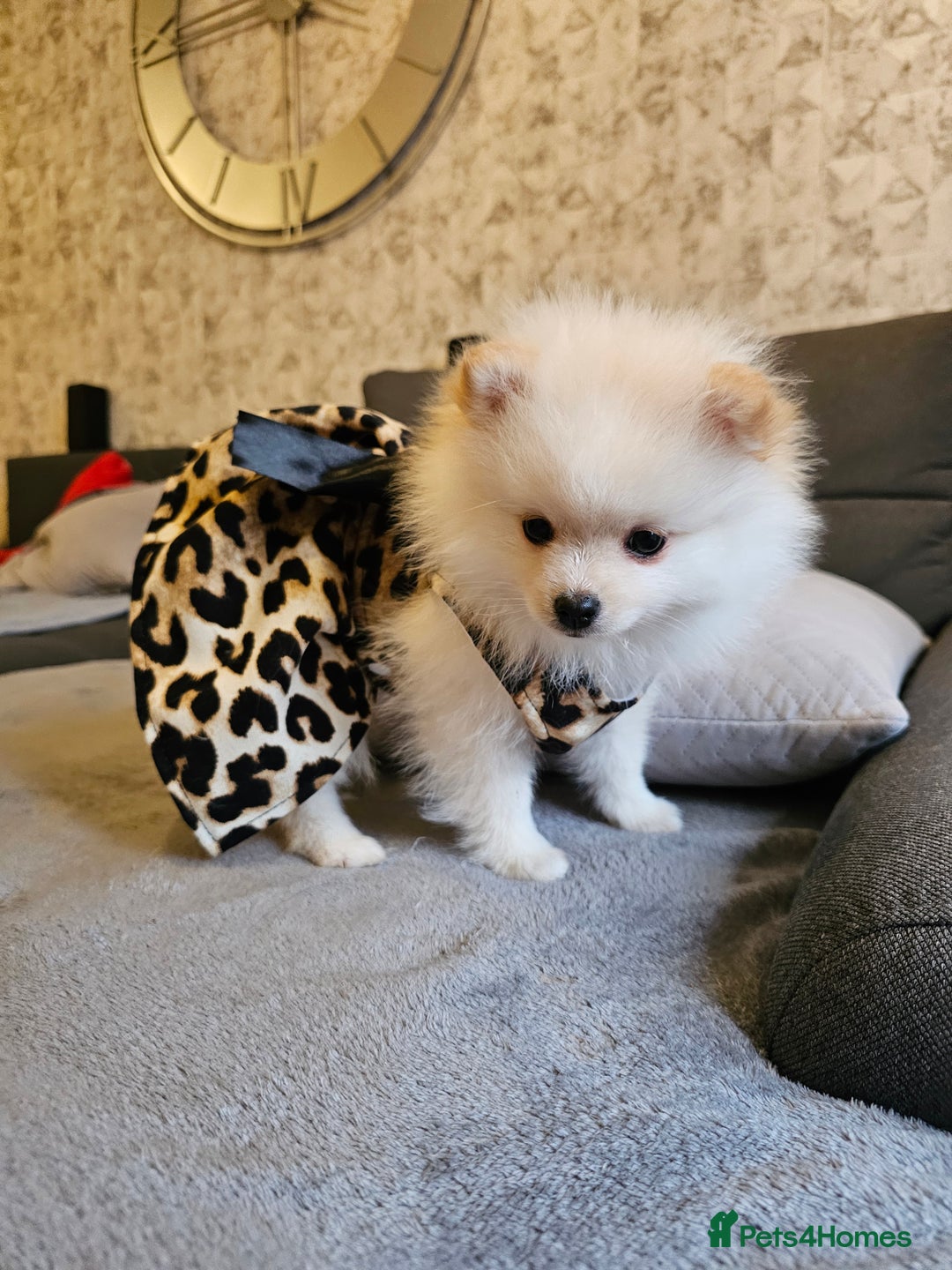 Pomeranian dogs for sale: 🩷 1 girl available white/cream 🩷 - Advert 1