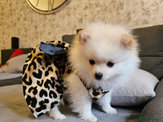 Pomeranian dogs 🩷 1 girl available white/cream 🩷 - Advert 3