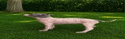 Mixed Breed dogs for sale: American Hairless Terrier Puppies  - Advert 12