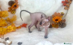 Sphynx cats for sale: 7 adorable Sphynx  looking for their forever home - Image 13