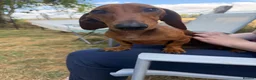 Miniature Dachshund dogs for sale: Miniature Smooth Red Dachshund Female - Advert 3
