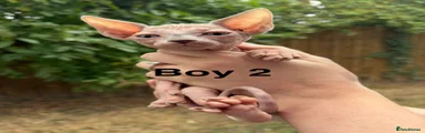 boy 2 