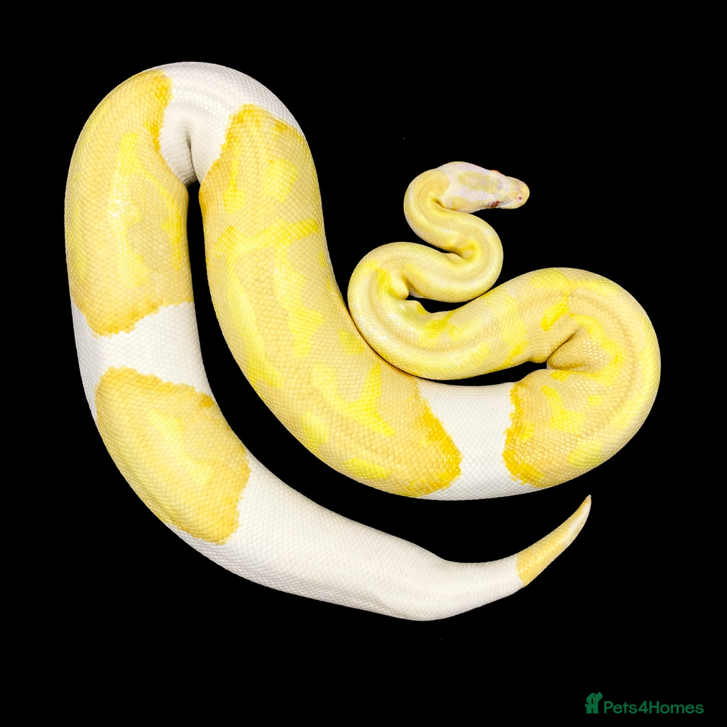 Python Snake reptiles Albino Pied Ball Python - Advert 1