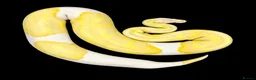 Python Snake reptiles for sale: Albino Pied Ball Python in Harlow - Advert 1