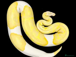 Python Snake reptiles Albino Pied Ball Python - Advert 1