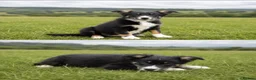 Border Collie dogs for sale: Female tri-coloured border collie pup - Advert 2