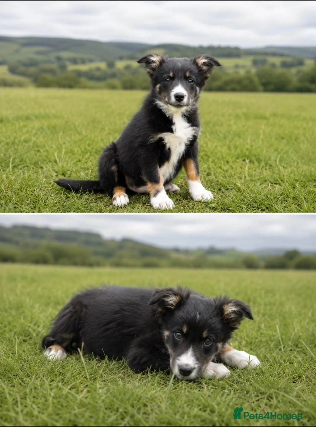 Border Collie dogs for sale: Female tri-coloured border collie pup - Advert 2