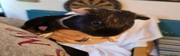 Guinea Pig rodents for sale: TWO beautiful Guinea pigs, hutch & all accessories in Croydon - Advert 5