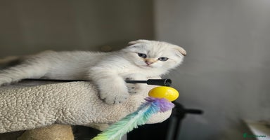 Scottish Fold cats - Advert 8