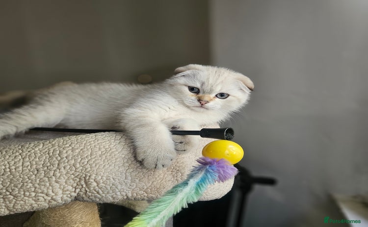 Scottish Fold cats - Advert 13