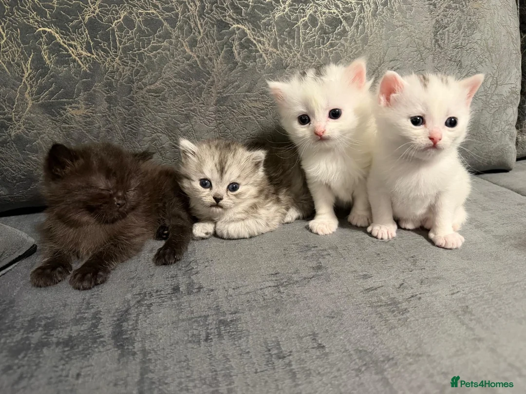 Scottish Fold cats for sale: Beautiful looking kittens 🐱  - Advert 13