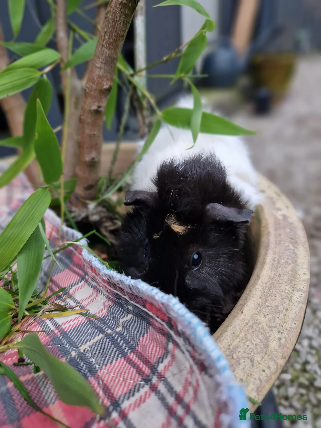 Guinea Pig rodents for sale: Abbymixs female/wont be ready till 29th march 26 - Advert 6