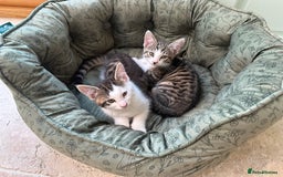 British Shorthair cats for sale: 4 adorable 9 week old kittens for sale - Image 4