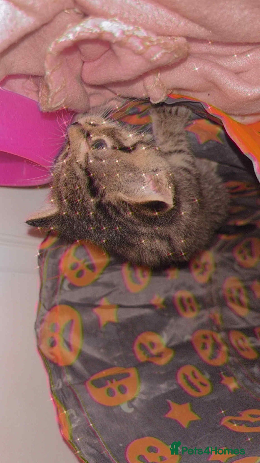 Mixed Breed cats for sale: Full tabby male last of litter!  - Advert 3