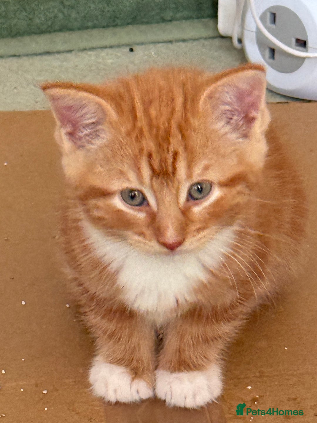 Maine Coon cats for sale: Maine coon - Advert 1