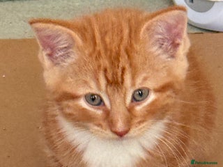 Maine Coon cats Maine coon - Advert 1