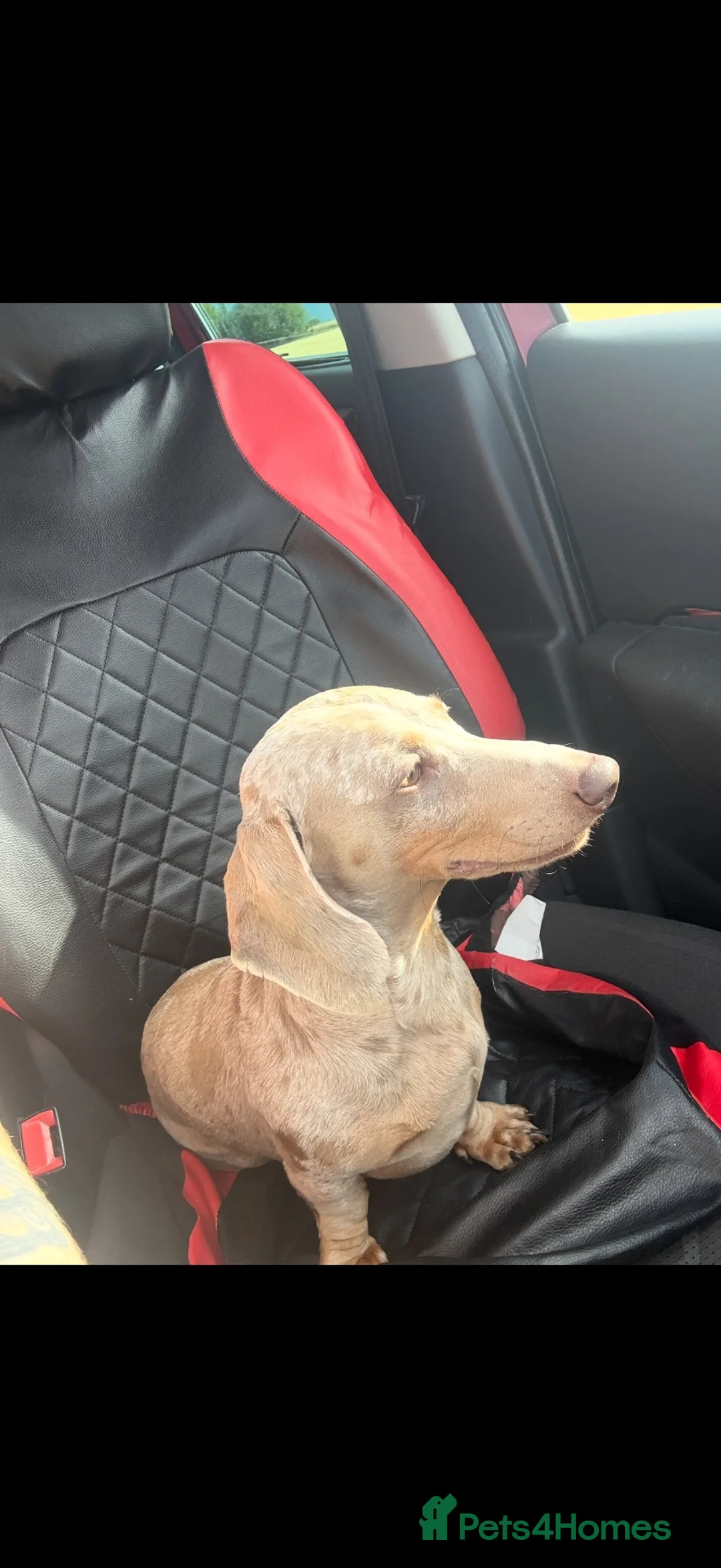 Miniature Dachshund dogs for sale: Four year old Dachshund for loving home in Haverhill - Advert 2