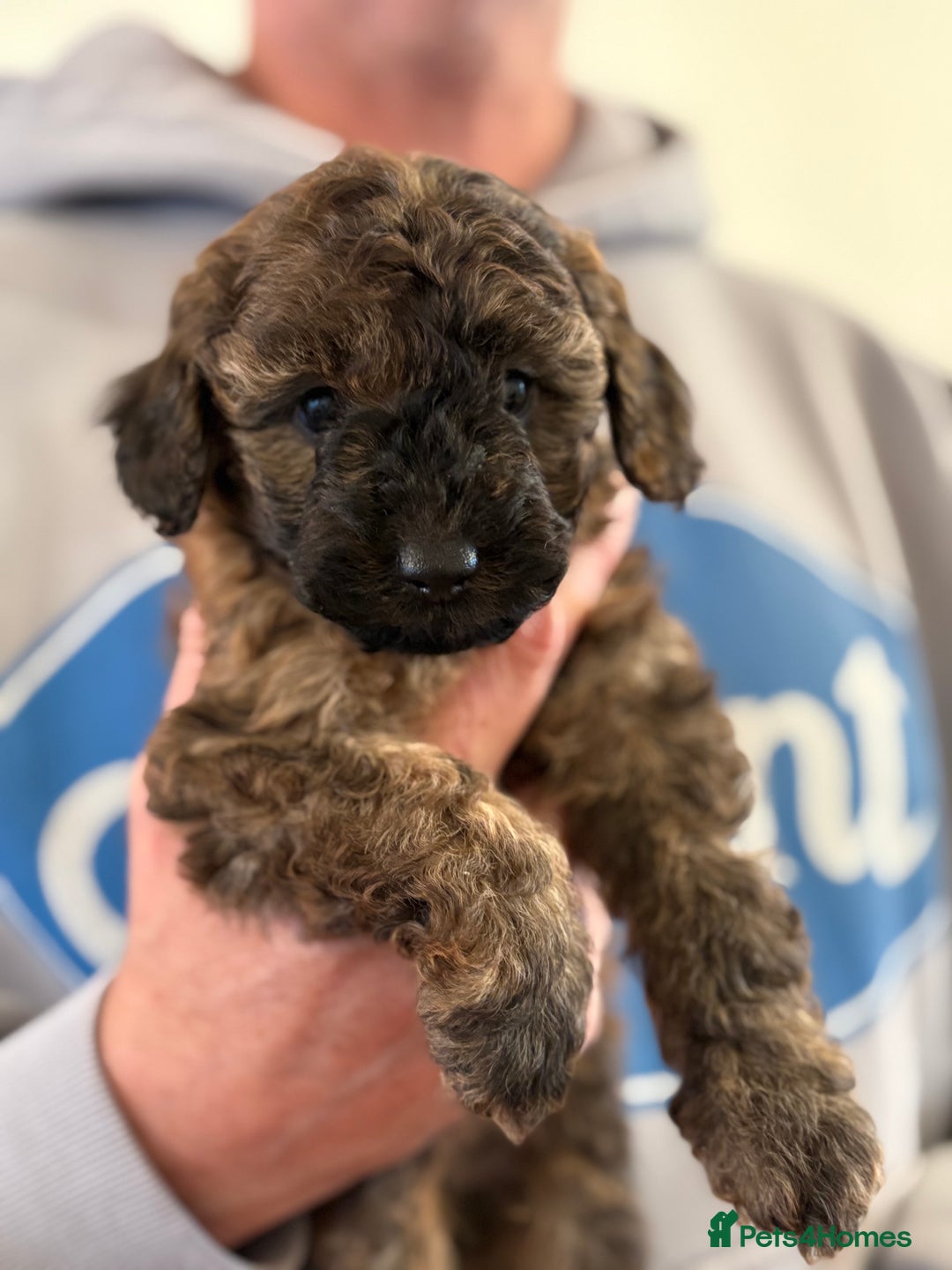 Maltipoo dogs for sale: Gorgeous Maltipoo Puppies  - Advert 19