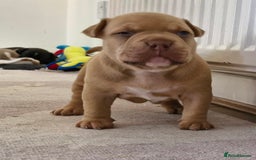 American Bully dogs for sale: 3 female pocket bully's available  - Image 13