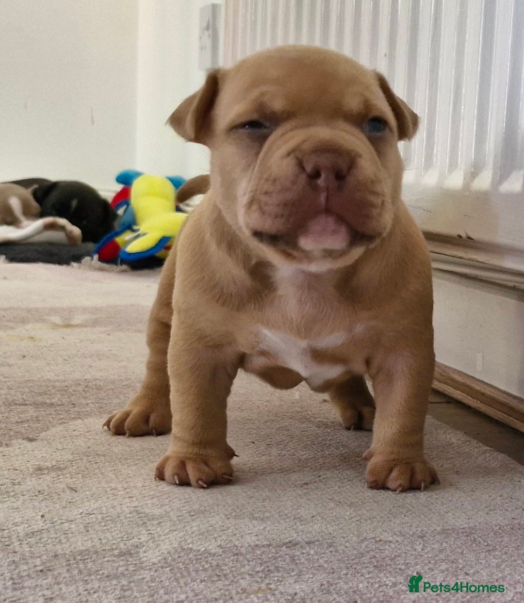 American Bully dogs for sale: 3 female pocket bully's available  - Image 13