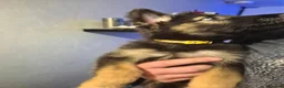 German Shepherd dogs for sale: 1 girl pup left💛gorgeous german shepherd pups - Advert 3