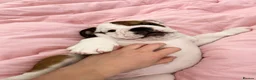 English Bulldog dogs for sale: English bulldog girl  - Advert 13