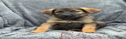 German Shepherd dogs for sale: German shepherd pups  in Dereham - Advert 21