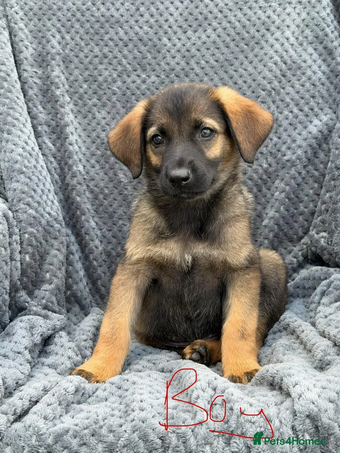 German Shepherd dogs for sale: German shepherd pups  in Dereham - Advert 21
