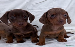 Miniature Dachshund dogs for sale: Dachshund puppy’s for sale - Image 20