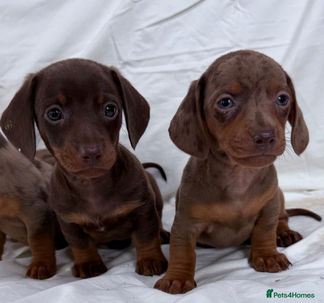 Miniature Dachshund dogs for sale: Dachshund puppy’s for sale - Image 20