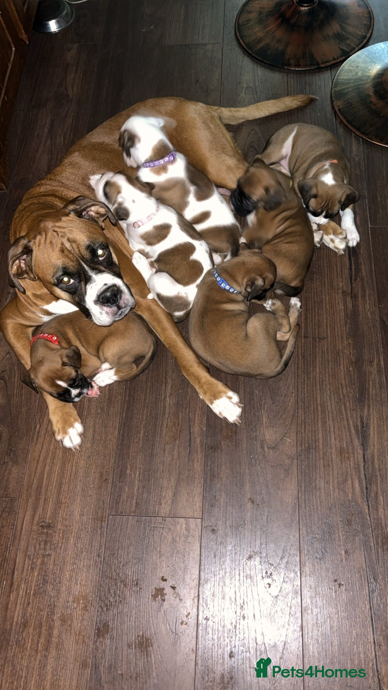 Boxer dogs Beautiful Boxer pups- well looked after 🐾  - Advert 18