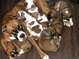 Boxer dogs Beautiful Boxer pups- well looked after 🐾 - Advert 18