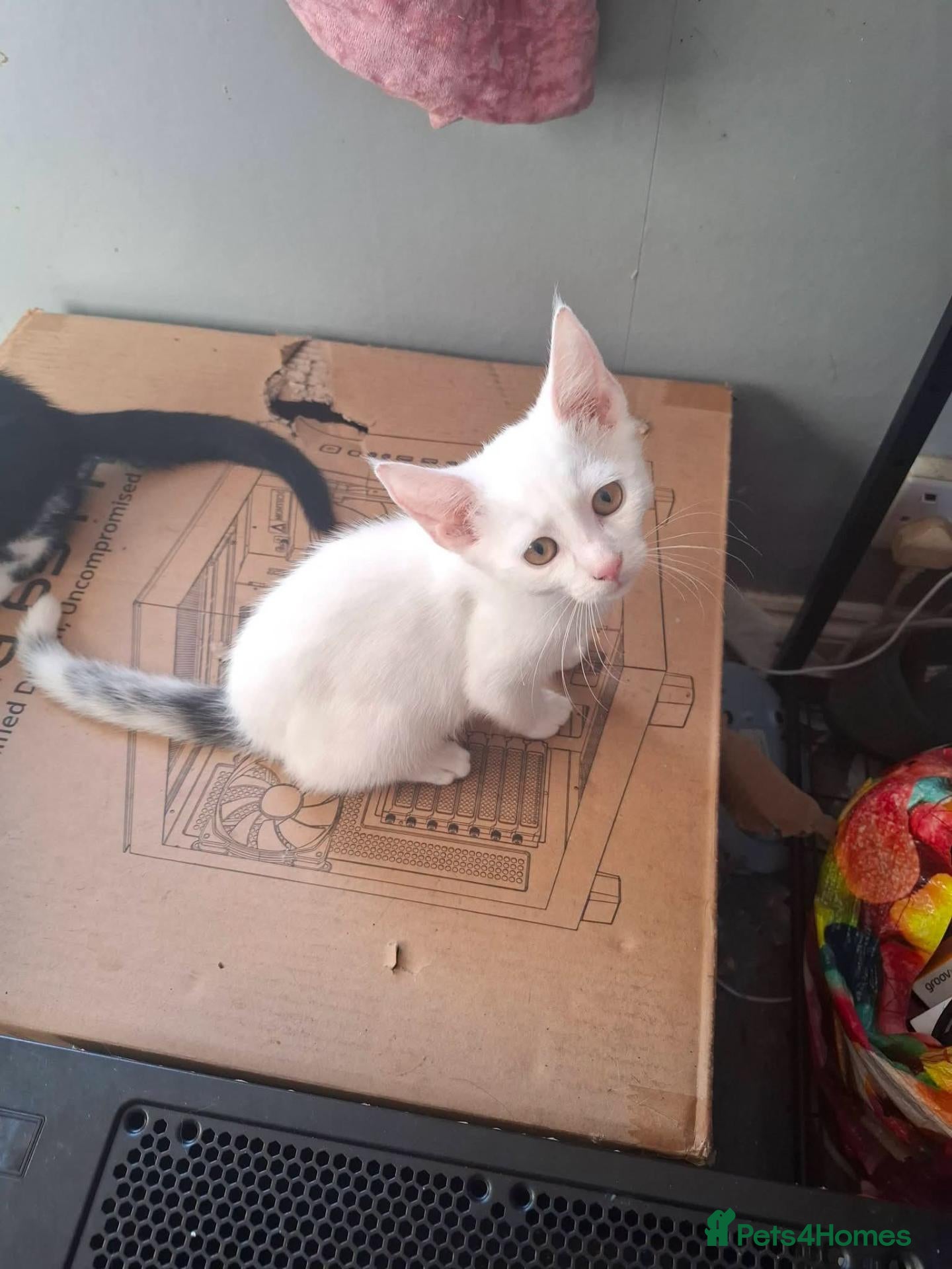 Domestic Shorthair cats for adoption: Gorgeous 14 week old kittens for adoption ❤️💜 - Advert 2