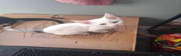 Domestic Shorthair cats for adoption: Gorgeous 14 week old kittens for adoption ❤️💜 - Advert 1