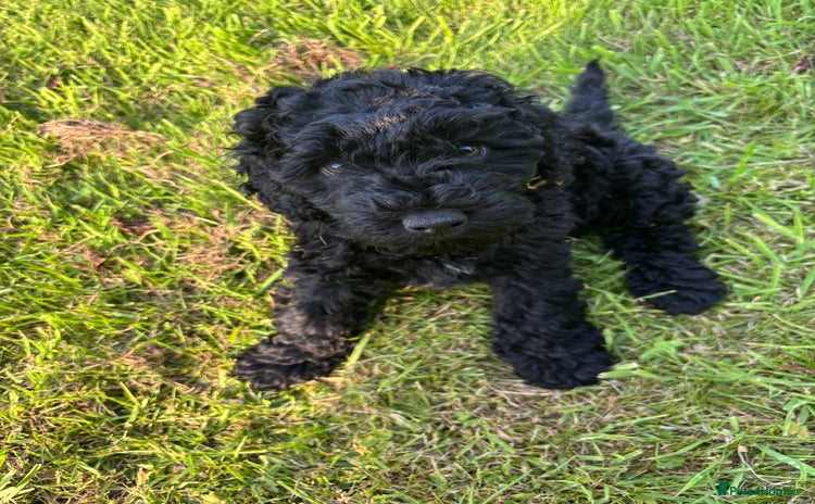 Miniature Poodle dogs - Advert 1