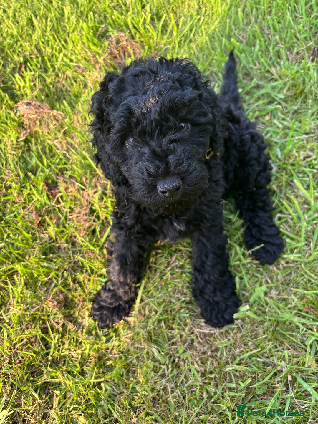 Miniature Poodle dogs for sale: Last Boy and Girl Miniature Poodle puppies  - Image 1