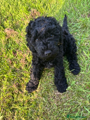 Miniature Poodle dogs - Advert 1