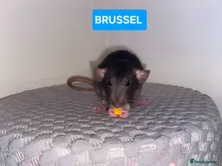 Rat rodents Beautiful babies ratties 🥰🥰🥰 - Advert 1