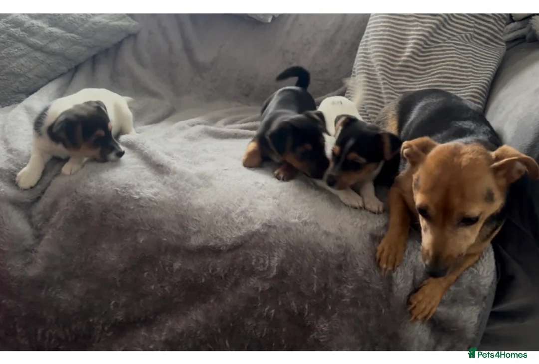 Jack Russell dogs for sale: Beautiful Miniature Jack Russell Puppies - Advert 8