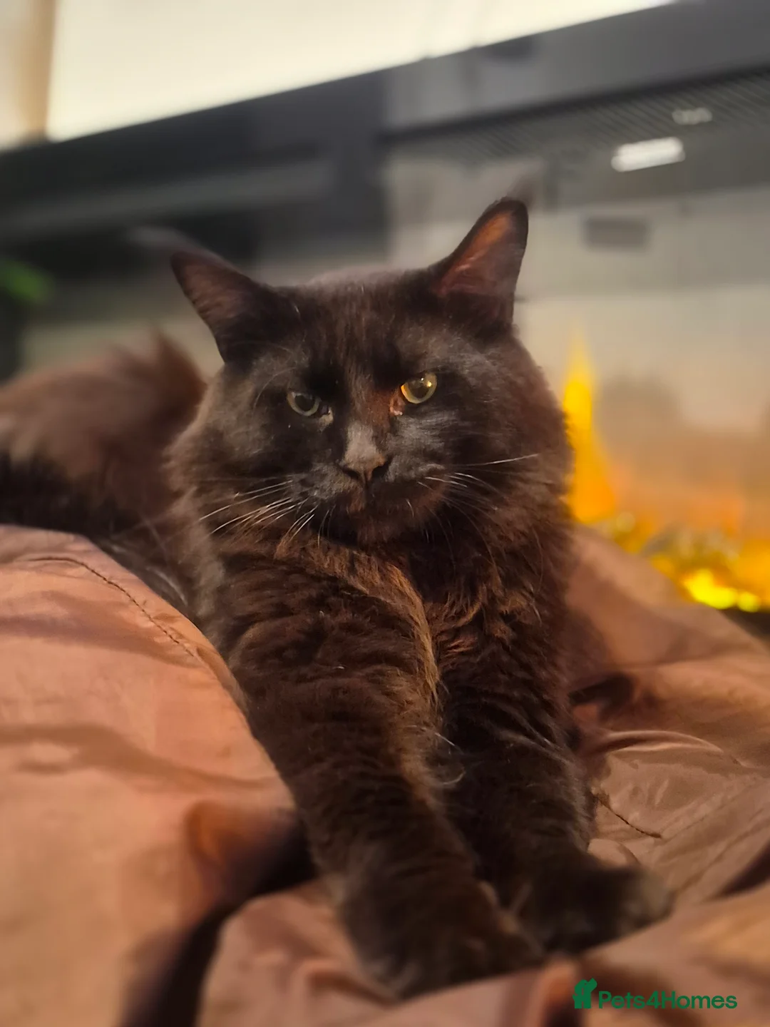 Maine Coon cats for sale: 7 beautiful maine coons for sale  - Advert 2