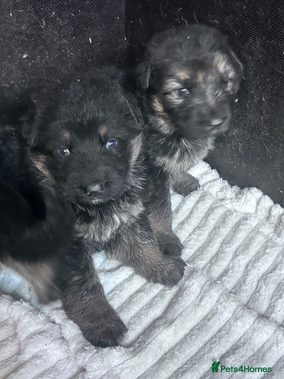 German Shepherd dogs for sale: German shepherd READY TO LEAVE - Advert 11