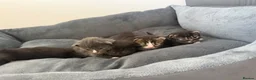 British Longhair cats for sale: 5 adorable kittens  - Advert 17