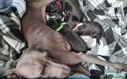 Italian Greyhound dogs for sale: Italian greyhounds - Image 6
