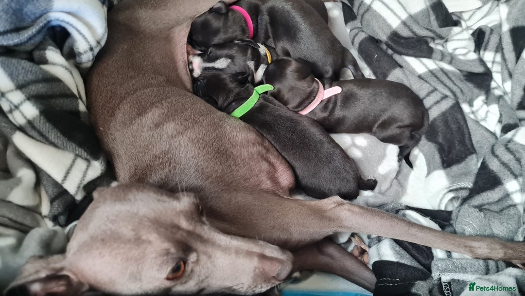 Italian Greyhound dogs for sale: Italian greyhounds - Image 6