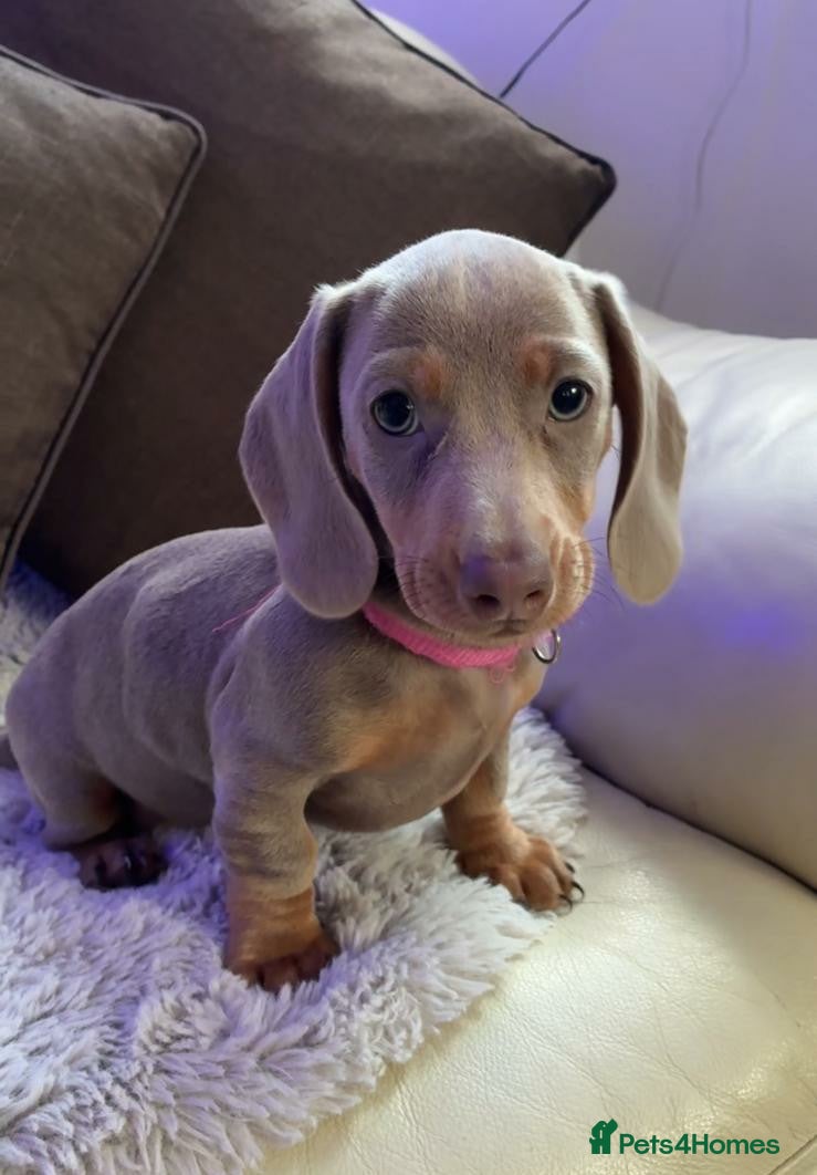 Dachshund dogs 1 GIRL AVAILABLE! Minature datchund - Advert 15
